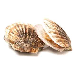 螺贝类带壳类(10)海鲜超市商品红酒白底图免抠实物摄影png格式图片透明底