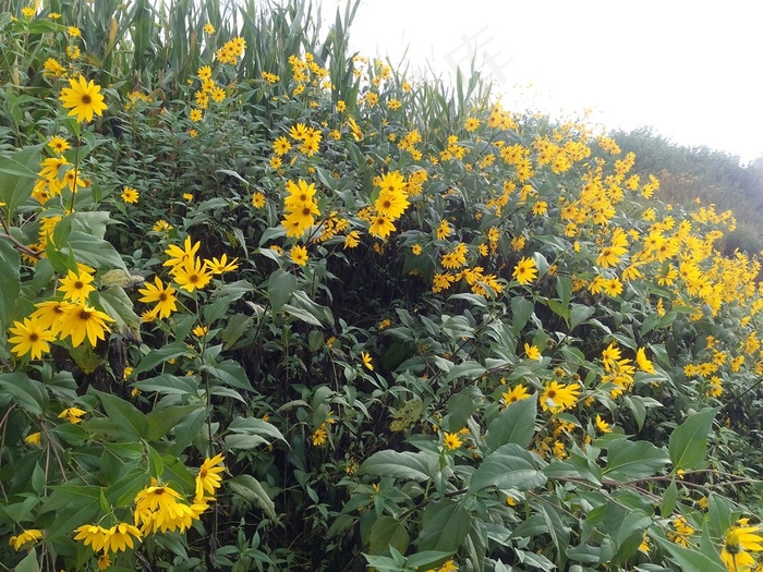 玉米地边上的鲜花植物图片