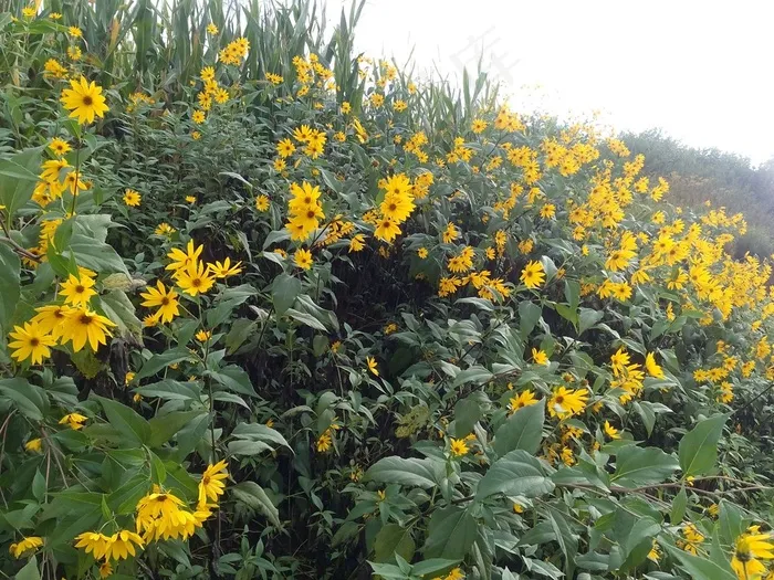 玉米地边上的鲜花植物图片