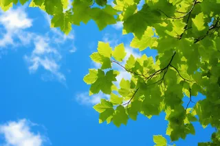 晴朗天气蓝天白云下的绿叶植物树枝摄影图