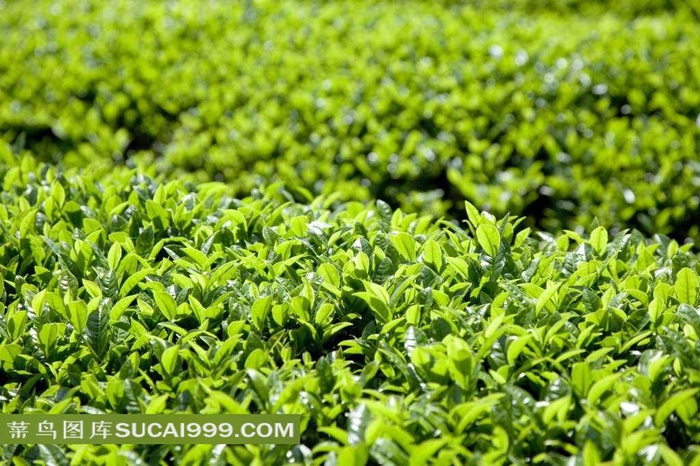 美丽的茶园风光
