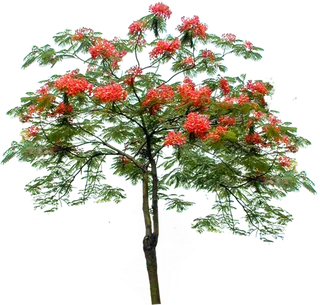 树木树枝树叶免扣素材