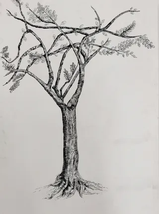 手绘树木线条黑白