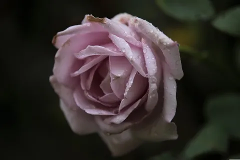 浪漫玫瑰花摄影 浪漫玫瑰花摄影