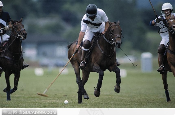 马球运动