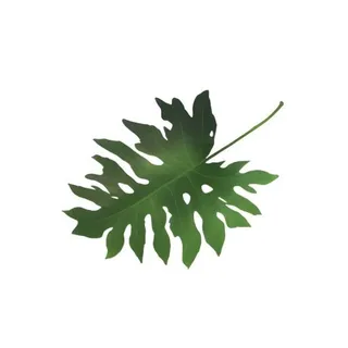 叶子绿叶树叶免抠