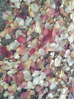 高清落叶背景素材红叶白叶黄叶