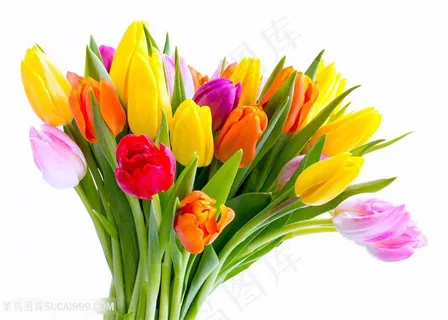 高清五颜六色郁金香花束鲜花图片 高清五颜六色郁金香花束鲜花图片