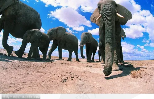 非洲野生大象·仰拍象群