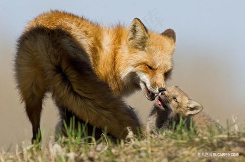 狐狸母子图片