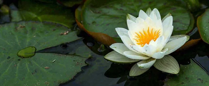 夏天荷花池荷叶白荷花睡莲特写，夏至小暑大暑摄影图(1712x704)