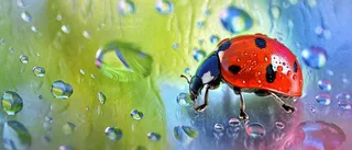 雨天雨水水珠上七星瓢虫动物爬行，彩色渐变摄影图