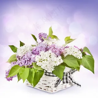 清新淡雅丁香花图片 清新淡雅丁香花图片
