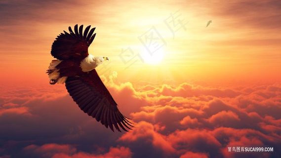 晚霞中飞翔的白头鹰