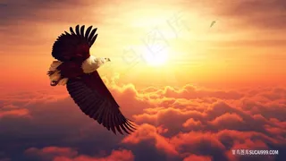 晚霞中飞翔的白头鹰