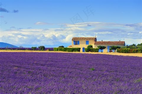 美丽的薰衣草花田