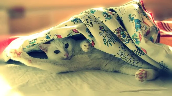 小猫在床单里