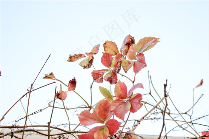 秋冬枯红树叶藤叶