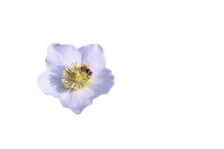 花朵|花卉|花瓣|向日葵|菊|百合|玫瑰|荷花|PNG|免扣元素