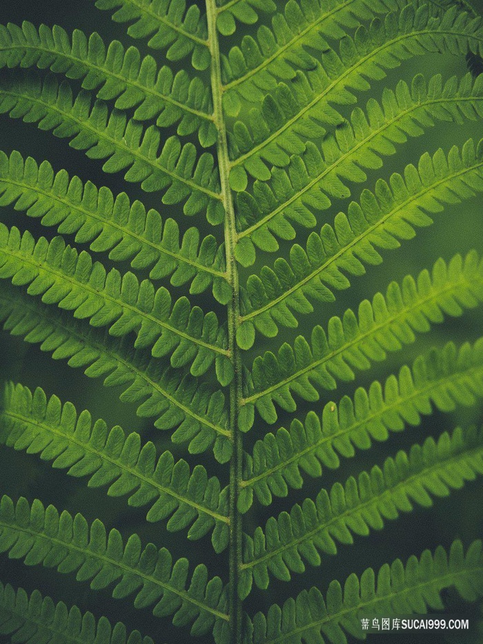 微距绿色蕨类图片
