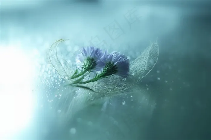 唯美鲜花图片