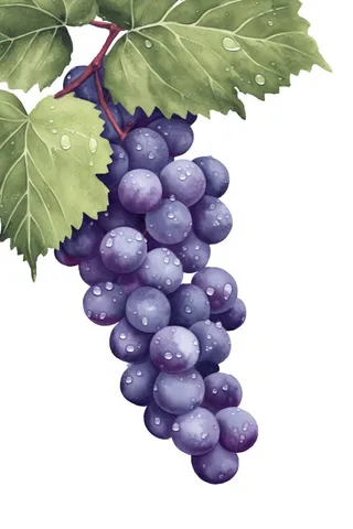 葡萄水彩国风元素
