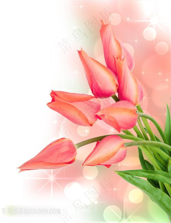 浪漫粉色郁金香图片下载
