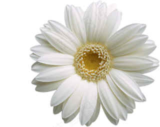一朵白色小花元素菊花