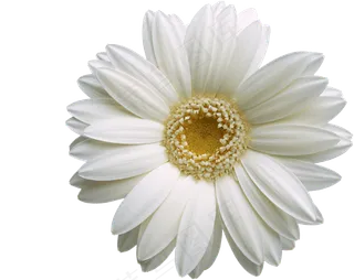 一朵白色小花元素菊花