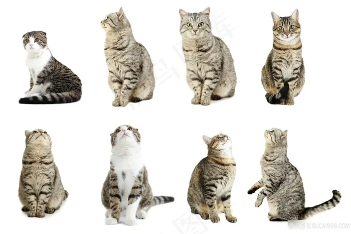 小花猫坐卧姿势猫咪图片