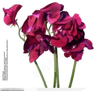 情人节花物语-盛开的紫色蝴蝶兰