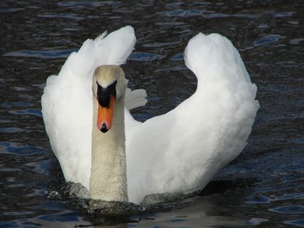 河里的白天鹅图片下载