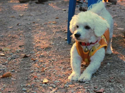 卷毛比雄犬图片 卷毛比雄犬图片