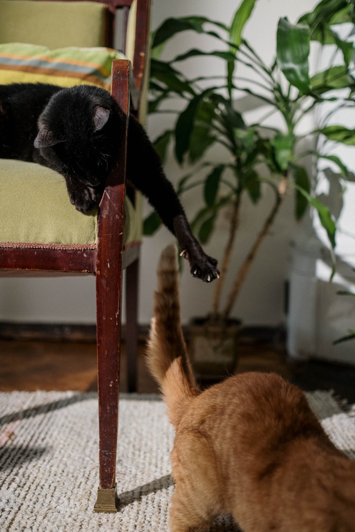 可爱猫咪猫猫摄影素材