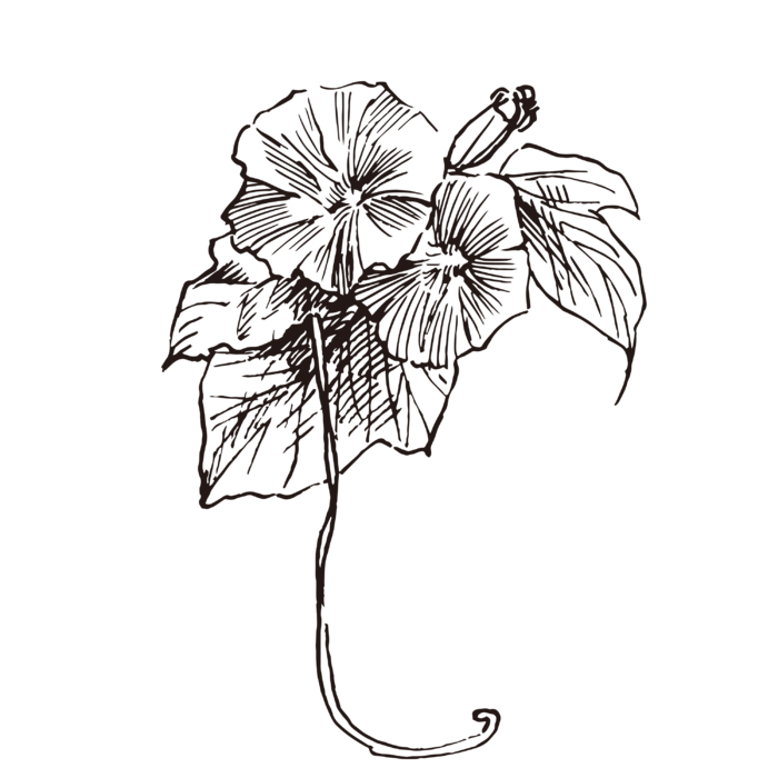 线条草本花卉手绘植物-牵牛花