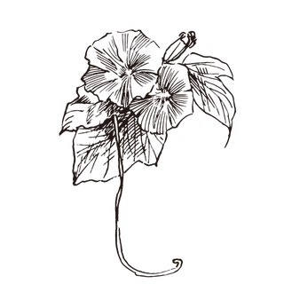 线条草本花卉手绘植物-牵牛花