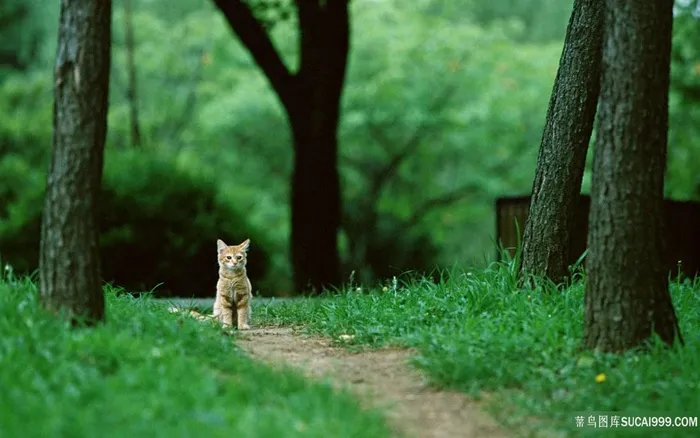 唯美大树树林小路猫咪壁纸