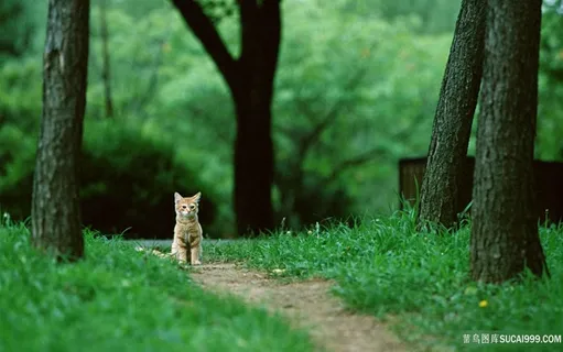 唯美大树树林小路猫咪壁纸 唯美大树树林小路猫咪壁纸