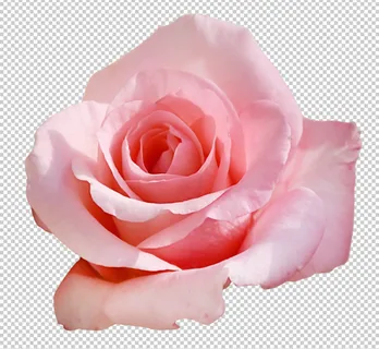 粉色玫瑰免扣素材