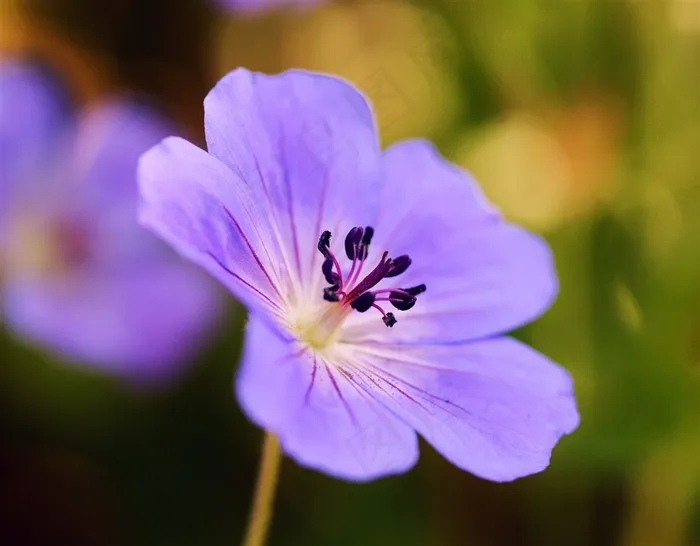 唯美紫色鲜花花蕊高清图片