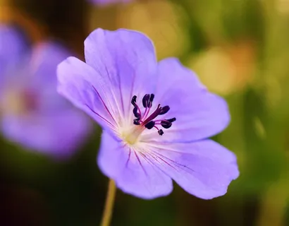 唯美紫色鲜花花蕊高清图片 唯美紫色鲜花花蕊高清图片