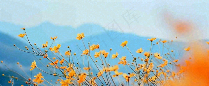 简约橙色小花鲜花，蓝色天空山脉虚幻意境摄影图(1712x704)