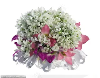 一束白色的兰花 鲜花 香兰