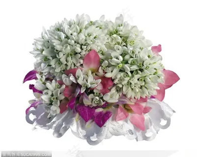 一束白色的兰花 鲜花 香兰 一束白色的兰花 鲜花 香兰