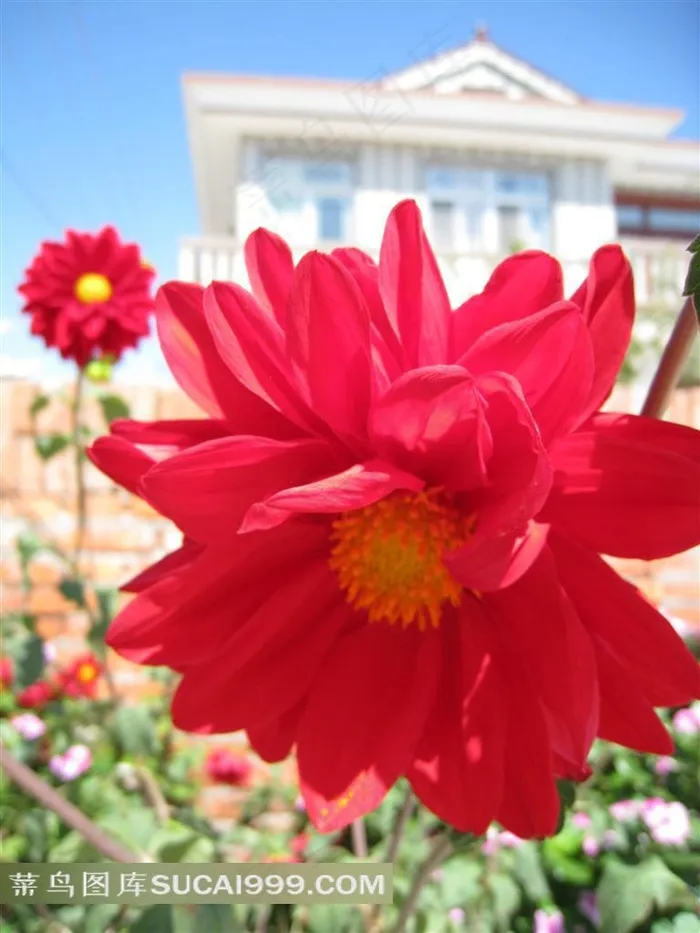 蓝天白云下的大丽花