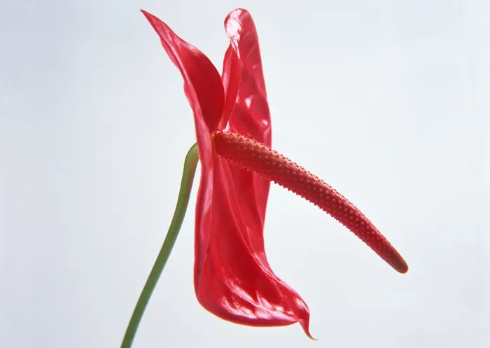 花朵红色的可爱