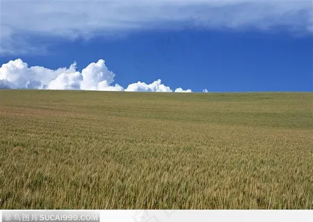 一望无际的麦田