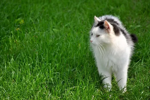 草地上猫咪摄影图片 草地上猫咪摄影图片