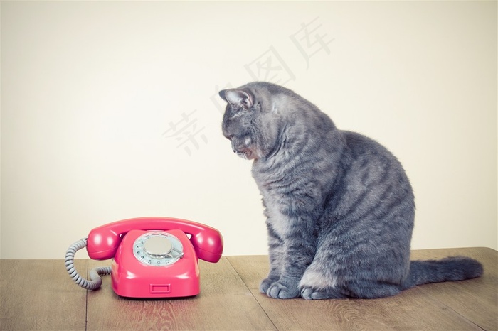 注视着电话的灰色宠物猫