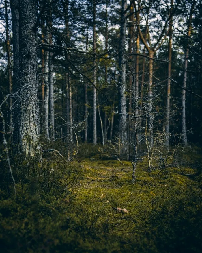树林草地高清图片